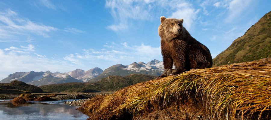 El Parque Nacional Katmai es conocido por sus numerosos osos pardos y salmones.